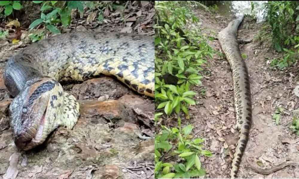 The Biggest Snake In The World, Ana Julia Found Dead Just A Week After ...