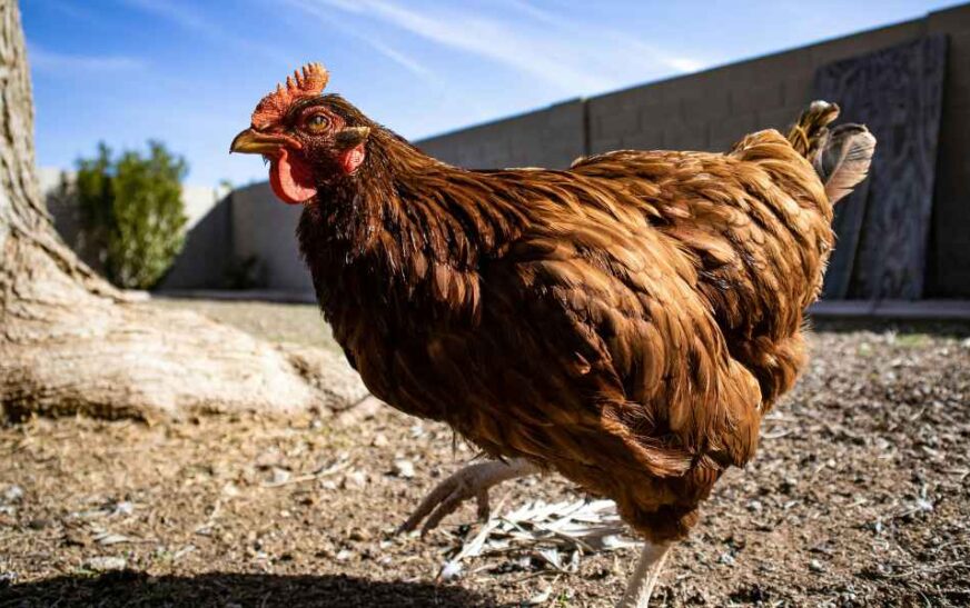A Canadian pet chicken identifies different colors, numbers, and letters to break world record
